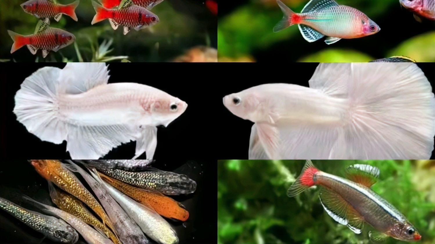 十大最漂亮的冷水魚，10大常見冷水觀賞魚優缺點分析，適合家養的選擇