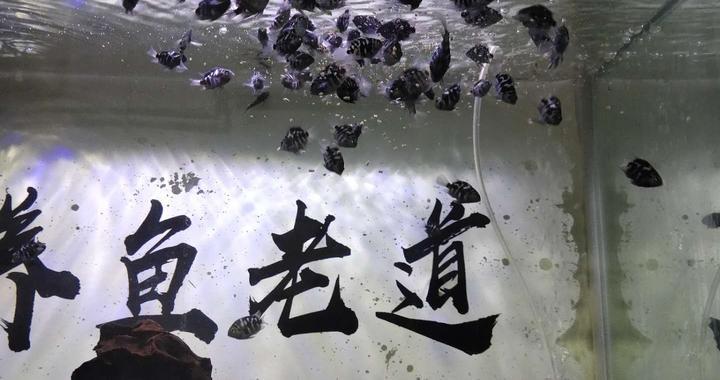 銀龍魚用什么顏色的燈比較好看(銀龍魚喜歡什么顏色的燈)