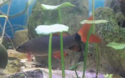 大魚缸哪里買好：大型魚缸養(yǎng)護(hù)技巧養(yǎng)護(hù)技巧養(yǎng)護(hù)大型魚缸養(yǎng)護(hù)技巧