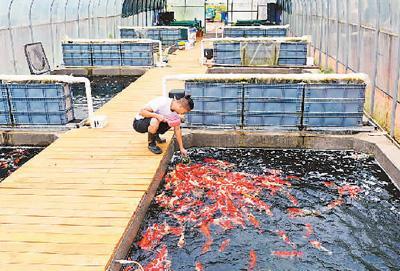 喂龍魚用什么工具vs祥龍魚場：喂龍魚用什么工具vs祥龍魚場龍魚飼養日常管理技巧