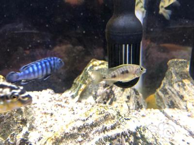 豬鼻龜多久換一次水好(換水后豬鼻龜非常活躍)