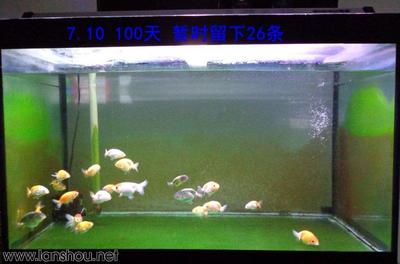 虎魚吃飼料嗎怎么喂：喂食虎魚時需要注意以下幾點，虎魚吃飼料需要注意以下幾點