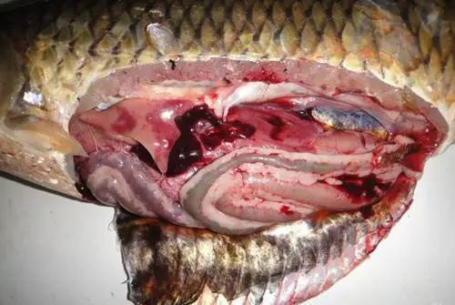 醫美行業龍頭股名單：成都諾博特科技有限公司電話是多少，醫美行業龍頭公司名單