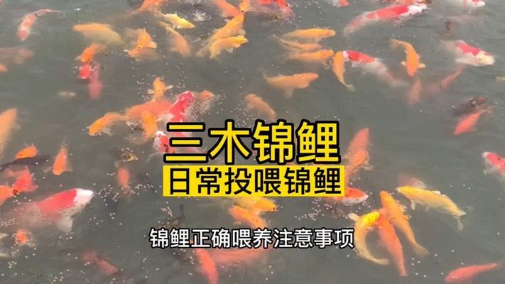 龍魚與虎魚混養好嗎圖片對比(龍魚鳳魚虎魚可以混養嗎)