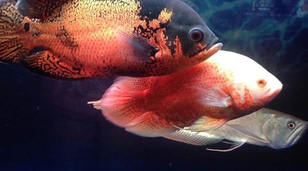 紅龍魚生長變化過程圖解：紅龍魚生長變化過程的詳細信息