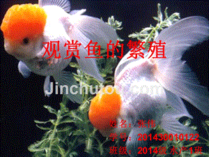 如何判斷純血皇冠黑白魟魚的性別：判斷純血皇冠黑白魟魚的性別可以通過觀察其生殖器官來進行區分