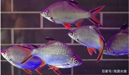 龍魚魚鱗上有白色vs祥龍魚場：祥龍魚場的評價(jià)如何