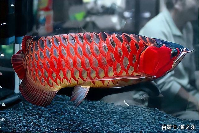 極品紅龍魚10萬(wàn)一條，如何挑選優(yōu)質(zhì)的紅龍魚掌握這些關(guān)鍵點(diǎn)避免選錯(cuò)