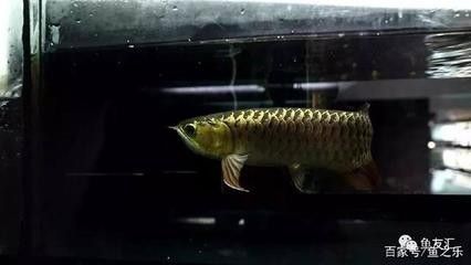 紅龍魚(yú)吃什么小魚(yú)好：關(guān)于紅龍魚(yú)喂食小魚(yú)的一些詳細(xì)信息