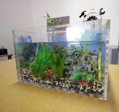 泰國四紋虎魚：泰國四紋虎魚是一種受歡迎的淡水觀賞魚，需要注意幾個關(guān)鍵方面