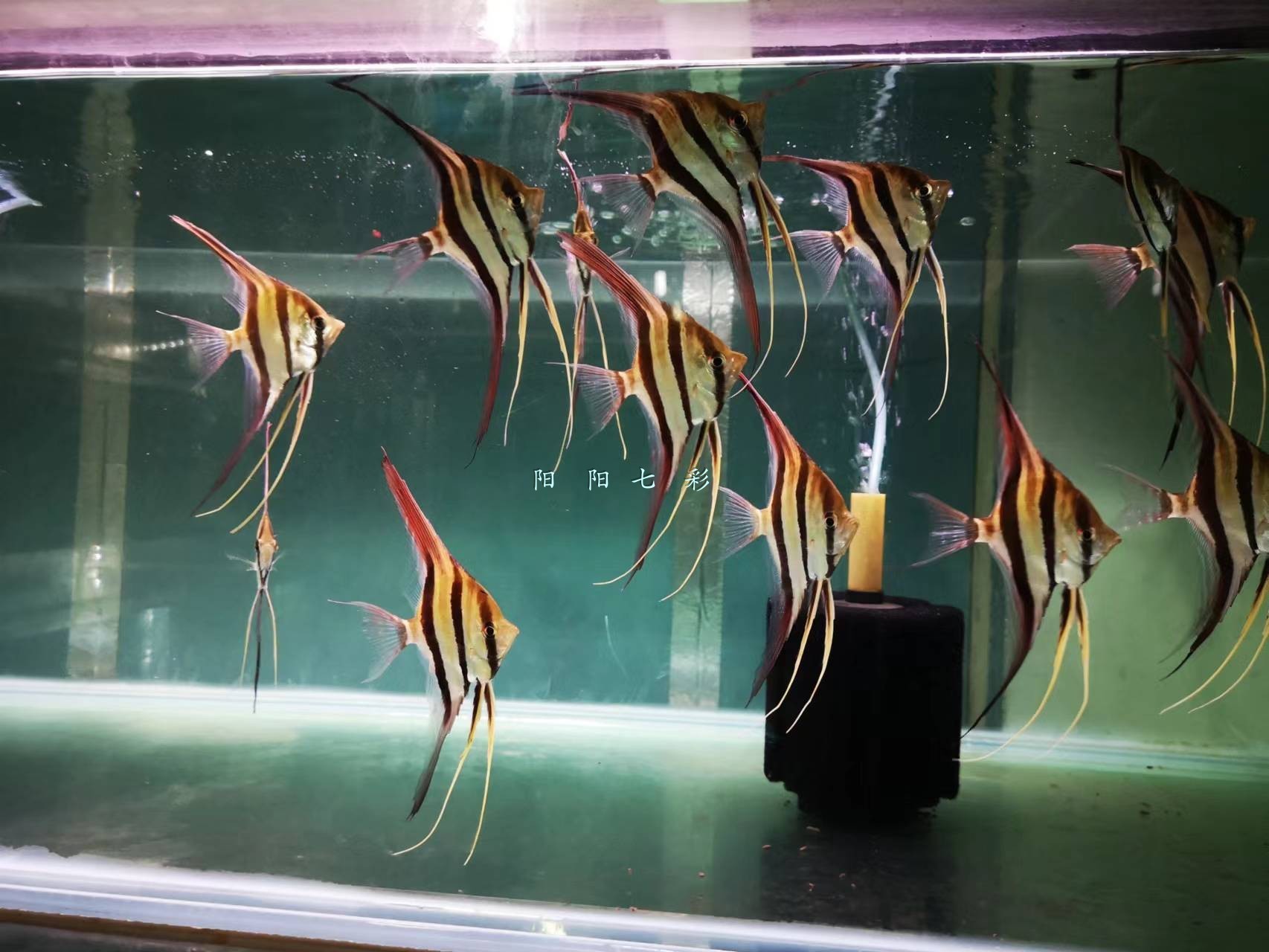 龍魚(yú)怎樣定期檢疫的vs祥龍魚(yú)場(chǎng)：祥龍魚(yú)場(chǎng)在亞洲水域中廣泛養(yǎng)殖的觀(guān)賞魚(yú)的健康和品質(zhì)