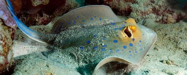 博特魚缸官網(wǎng)（博特魚缸官網(wǎng)代理查詢）