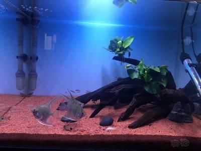 銀龍魚蒙眼治療手術(龍魚蒙眼治療方法)