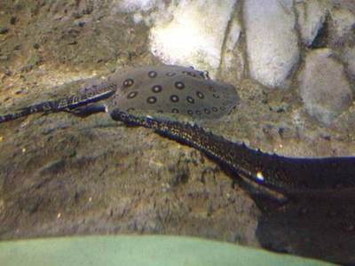 豬鼻龜吃什么飼料好養(yǎng)殖(豬鼻龜可以喂什么)