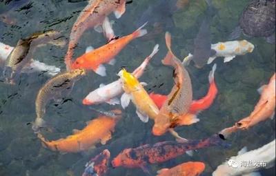 創意魚缸設計：\"創意魚缸設計欣賞
