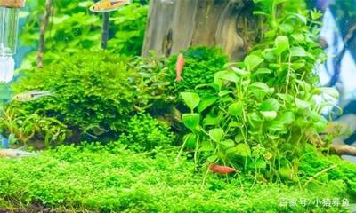 關于以前買的豬鼻龜現在養和法嗎的信息