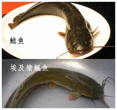大廳魚缸應(yīng)該放在哪里呢：擺放大廳（客廳）魚缸時應(yīng)注意以上各項原則以確保其不僅能美化空間