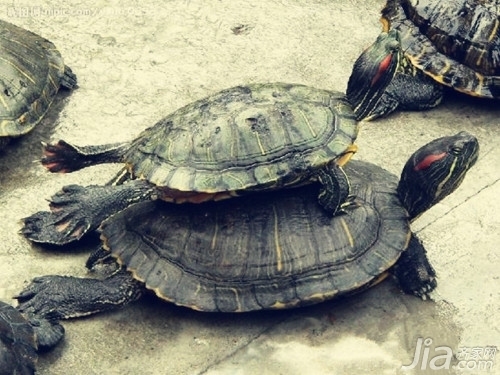 龍魚鱗片上生白點 老水是什么病vs祥龍魚場：如何預防龍魚疾病