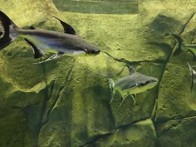 十大名貴觀賞魚金龍魚品種圖片(十大名貴觀賞魚照片)