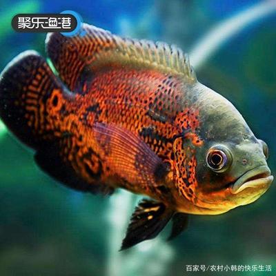 魚缸常見病菌