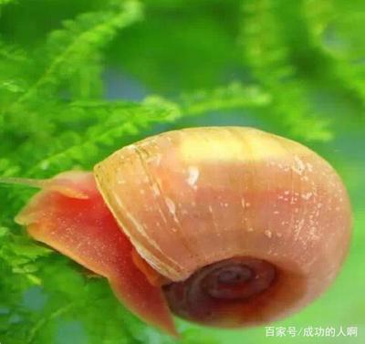 博特變頻水泵怎么樣調試視頻（博特變頻泵到底好不好）
