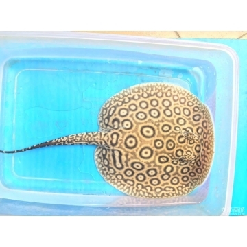 玻璃膠粘的魚缸怎么拆開：如何清洗魚缸玻璃膠