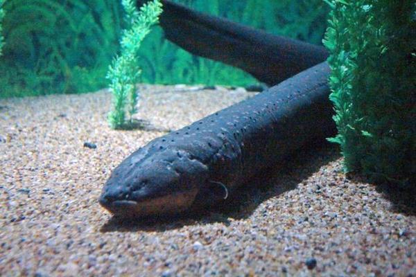 養金龍魚魚缸里放鹽嗎vs祥龍魚場：在養金龍魚魚缸中是否需要添加食鹽