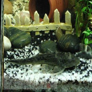 養紅龍魚有什么好處：養紅龍魚可以帶來多方面的好處，紅龍魚的風水作用有哪些