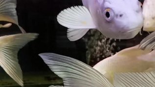 金龍魚視頻欣賞圖