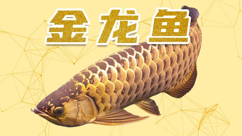 金龍魚視頻欣賞圖