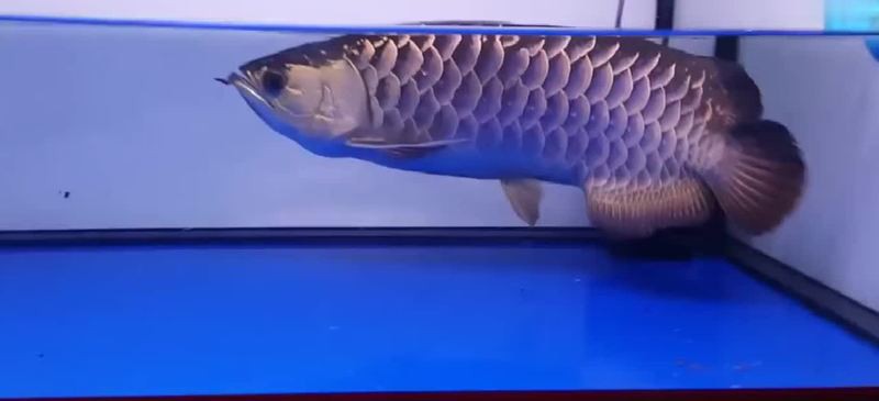 金龍魚視頻欣賞圖