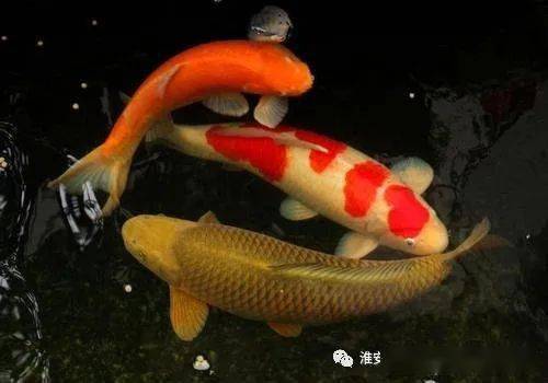 <strong><mark>忻州</mark></strong>龍魚vs祥龍魚場（<strong><mark>忻州</mark></strong>龍魚與祥龍魚場有什么區別）