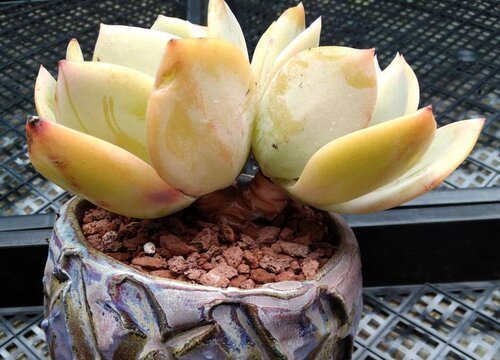 大魚缸養(yǎng)金魚用充氧嗎：金魚是否需要一直充氧？