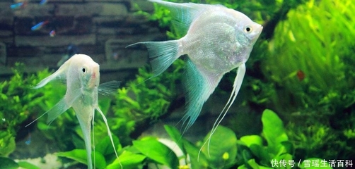 側濾魚缸魚糞滿缸飛：側濾魚缸如何吸走糞便
