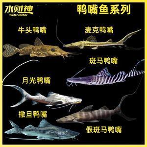 森森水族官網