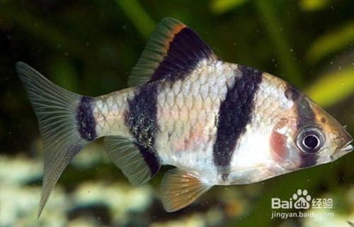銀龍魚的飼養論文摘要(銀龍魚的飼養管理)