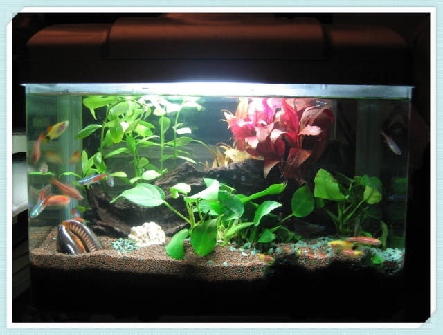 半圓柱魚缸造景：半圓柱魚缸造景的基本介紹