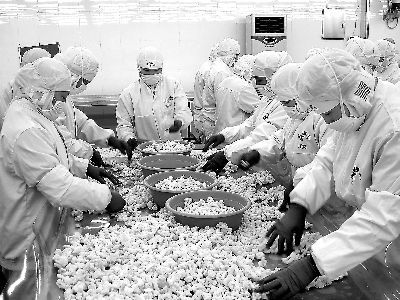 銀龍魚的生長速度快嗎(銀龍魚長得快嗎)