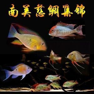 冬天魚缸養錦鯉注意什么問題：冬天養錦鯉需要注意一些問題以確保它們能夠健康過冬