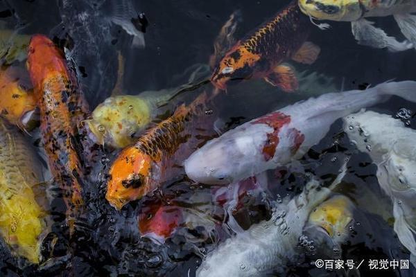 銀龍魚跟金龍魚混養好不好(金龍魚,銀龍魚,紅龍魚能混養嗎)