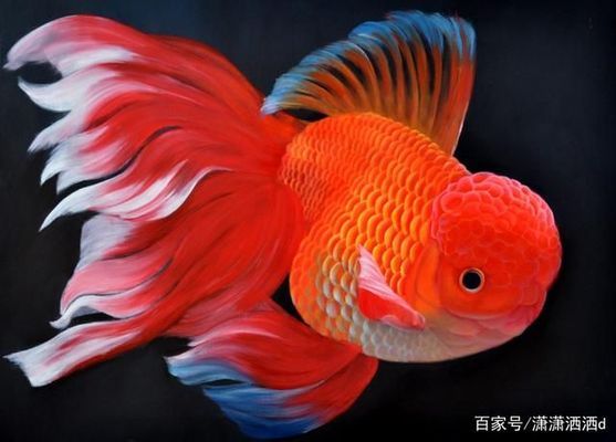 怎么挑選紅龍魚最好的：如何挑選紅龍魚 怎么挑選紅龍魚最好的：如何挑選紅龍魚 紅龍魚百科 第1張