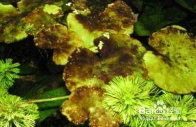 龍魚無緣無故趴缸怎么回事vs祥龍魚場：祥龍魚場龍魚健康指南