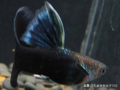 養殖銀龍魚的水溫是多少(養銀龍魚溫度多少)