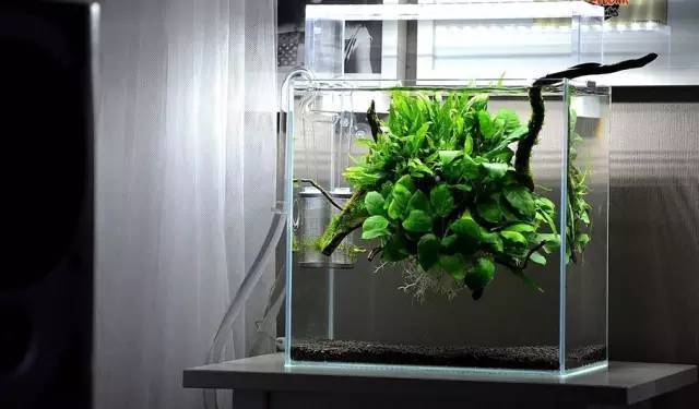 大洋的魚缸里放什么好：大洋的魚缸中可以放置水草和底砂進行生態模擬
