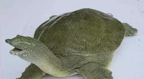 成品魚(yú)缸底部怎么貼紙：成品魚(yú)缸底部貼紙技巧魚(yú)缸底部貼紙技巧魚(yú)缸底部貼紙技巧