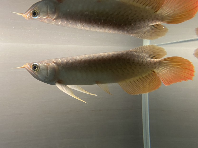 1.2米魚缸石頭造景圖片：1.2米魚缸石頭造景圖片分享