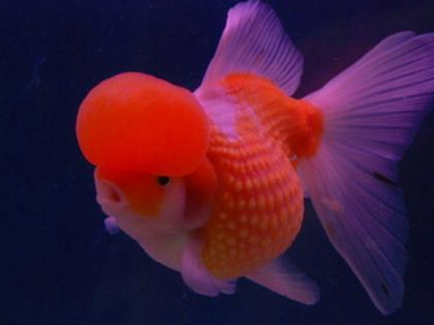 龍魚用一直打氧嗎會死嗎vs祥龍魚場：如何判斷龍魚是否需要氧氣