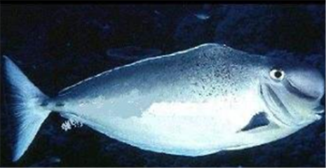 龍魚咋樣運輸vs祥龍魚場：祥龍魚場評價如何龍魚運輸注意事項