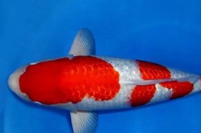 銀龍魚眼睛鼓起來怎么回事兒(銀龍魚有一只眼睛鼓出來怎么回事)