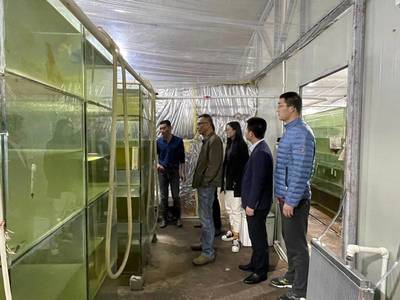 虎魚比龍魚大能混養(yǎng)嗎圖片(龍魚和虎魚可以混養(yǎng)嗎)